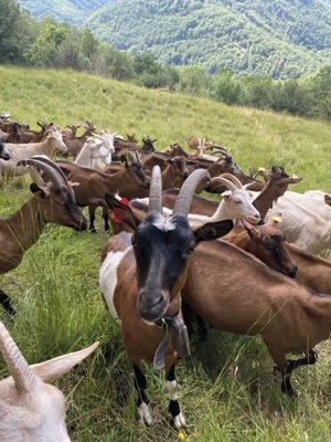 fromage de chèvre d'auvergne