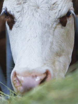 fromage de vache fromagerie gardon