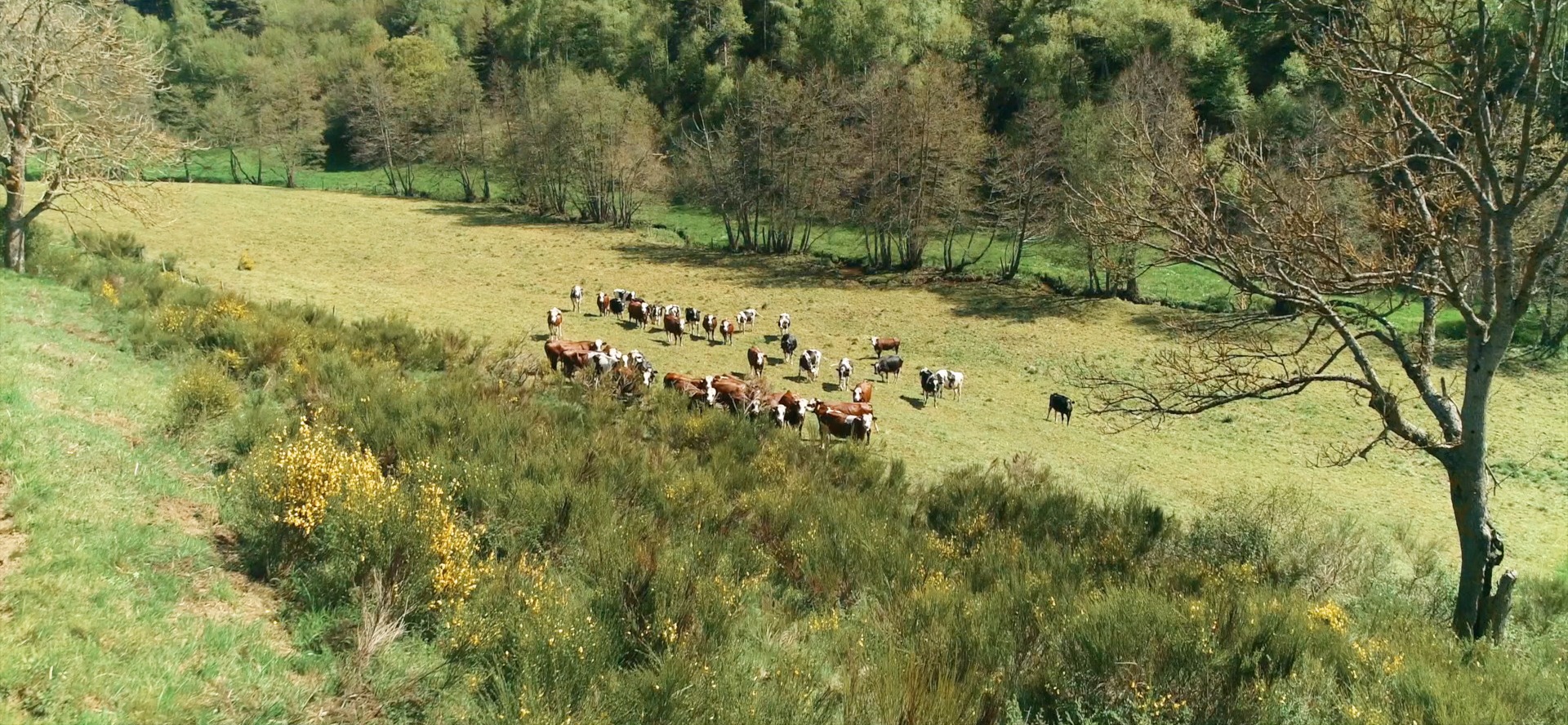 vaches de la fromagerie gardon