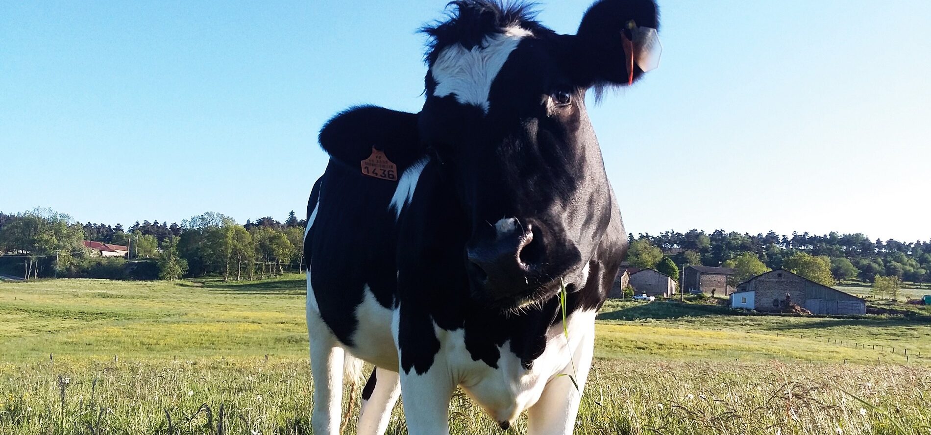 vache de la fromagerie gardon