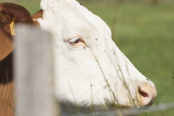 fromage de vache artisanal fromagerie gardon