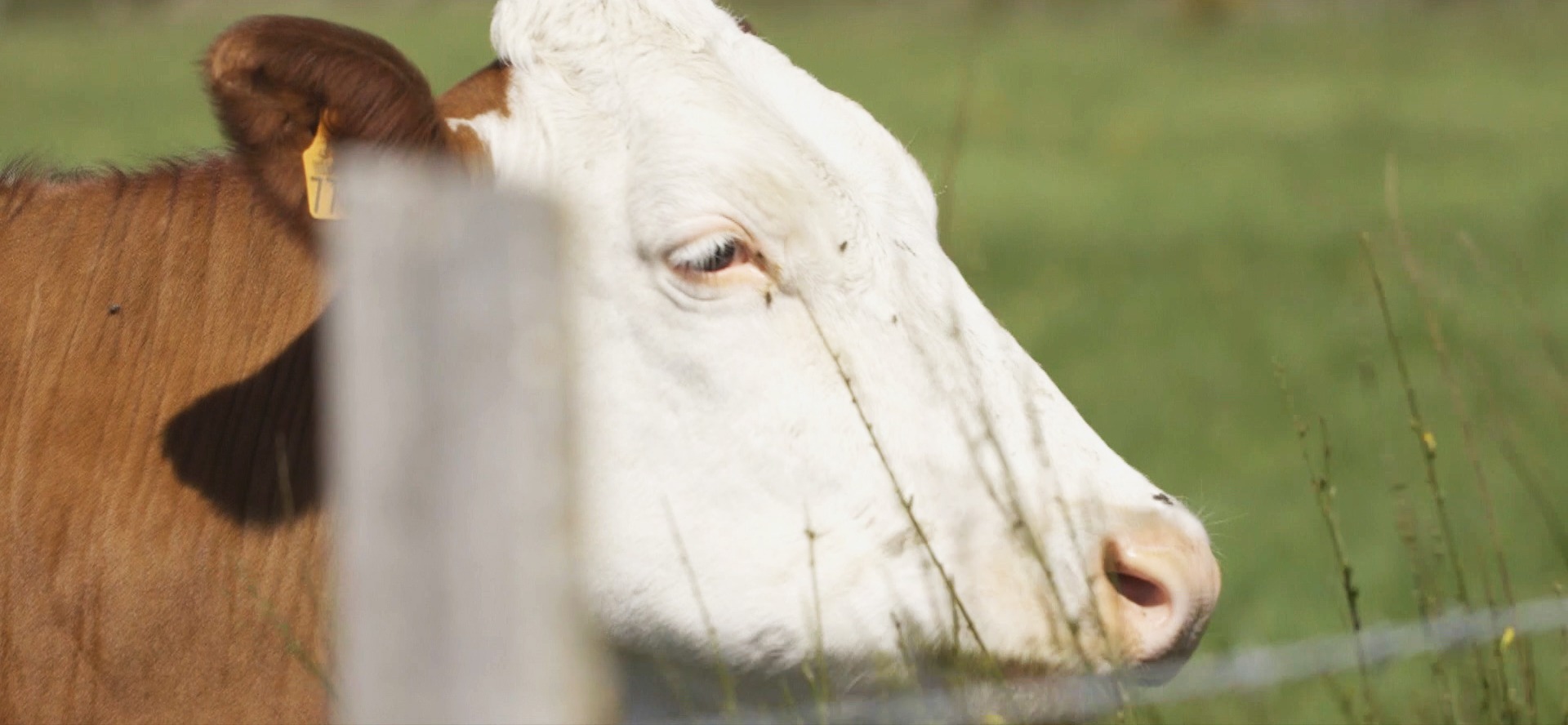 fromage de vache artisanal fromagerie gardon